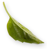 leaf 1